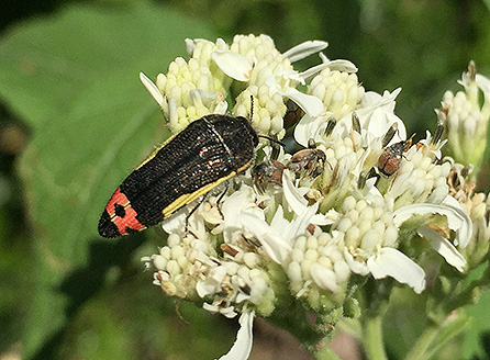 Yellow-bordered flower buprestid